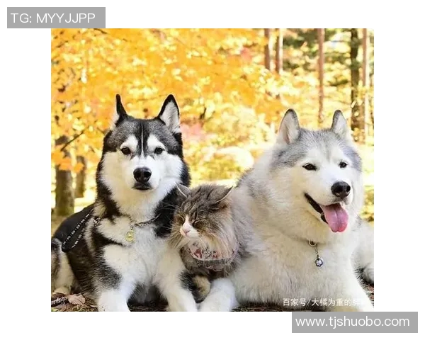 足球球星怀抱宠物狗温馨合影展现柔情一面引发粉丝热议